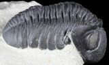 Detailed, Pedinopariops Trilobite - Mrakib, Morocco #55976-2